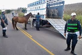 Operação recolhe mais de 100 animais soltos em rodovias de Luís Correia